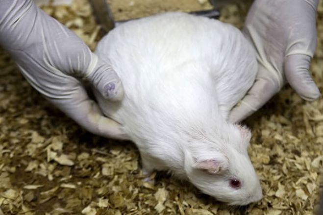 Cientistas curam obesidade e diabetes tipo 2 em testes com ratos