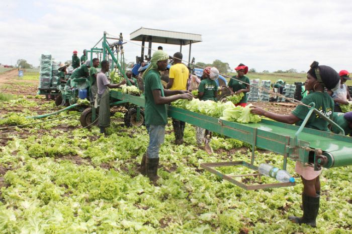 Governo angolano vai privatizar fazendas agrícolas estatais