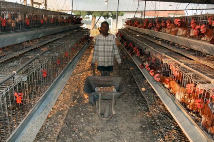 Dificuldades em importar ração afetam maior grupo angolano de produção de ovos