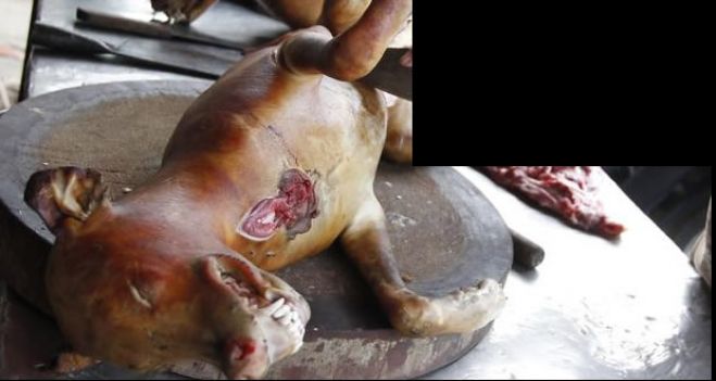 Polícia detém estrangeiros por venda de carne de cão