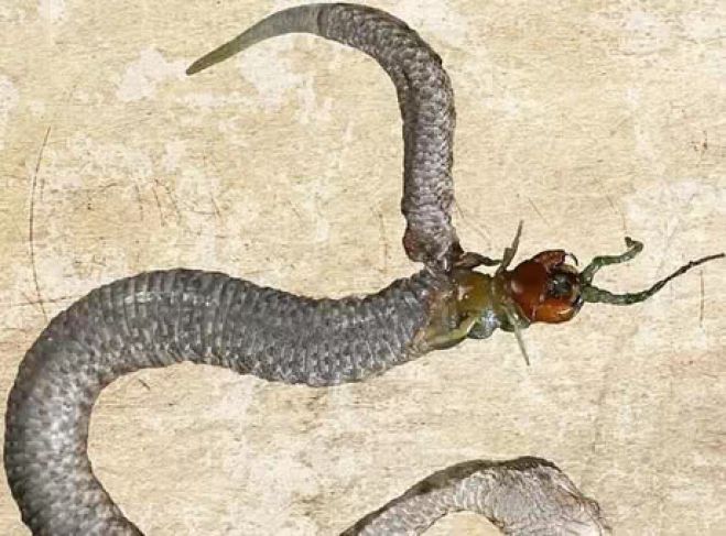 A centopeia não resistiu à luta com a cobra e morreu