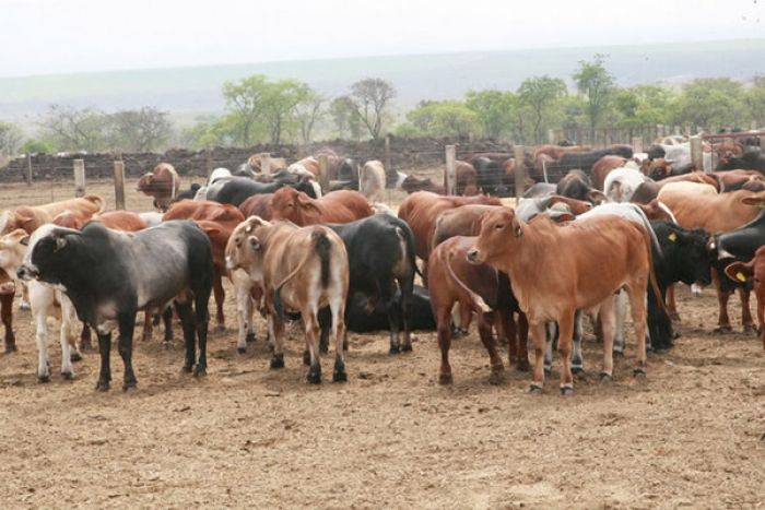 Angola suspende acordo com Tchad sobre entrega de bovinos
