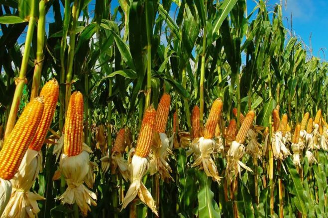 O Executivo angolana protege o milho dos monopólios?