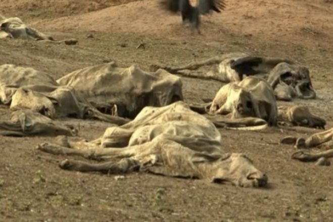 Seca matou quase 73.000 cabeças de gado na província do Cunene em oito meses