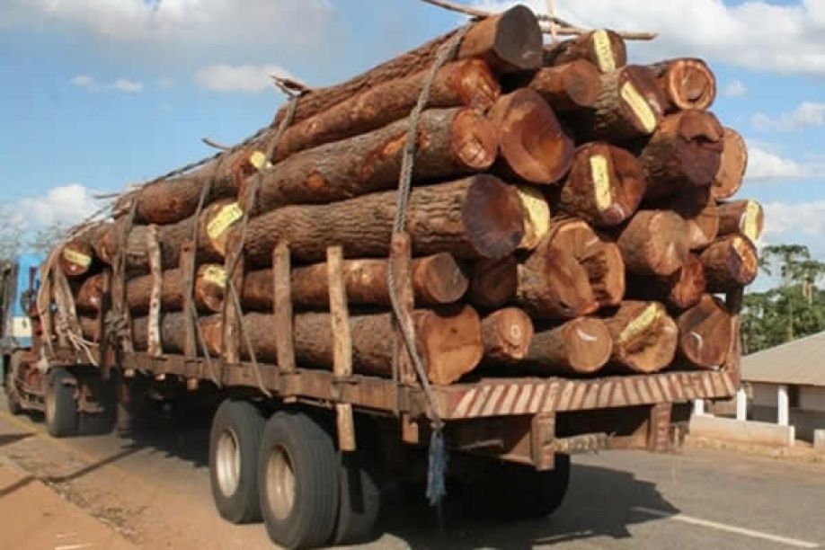 Governador do Cuando Cubango critica &quot;máfia instalada&quot; que explora madeira angolana