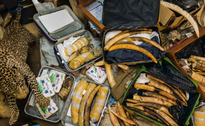 Marfim à venda em Luanda para chinês levar