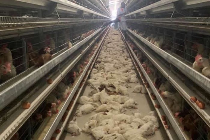 Seca mata mais de 15 mil galinhas em três horas no Cunene