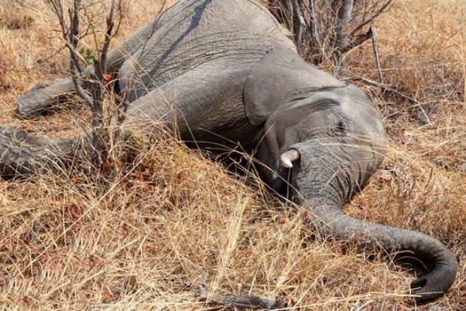 Confronto entre homem e elefante em Angola termina na morte de ambos