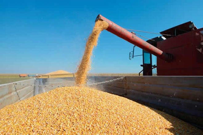 Angola paga anualmente mais de 791 milhões de dólares para importar grãos