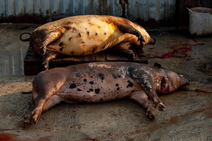 Peste suína africana leva ao abate de centenas de animais na província do Huambo