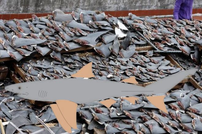 Autoridades de Angola investigam denúncia de extermínio de tubarões no país