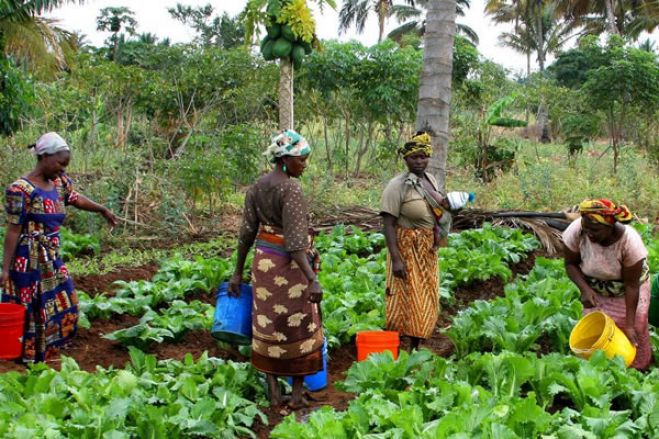 Executivo vai investir 85 mil milhões de kwanzas em agricultura familiar