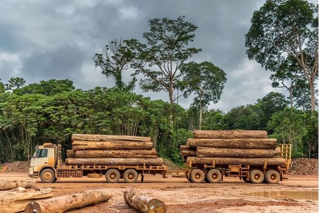 José Massano orienta Ministério da Agricultura a aumentar taxas de exploração florestal em até 300%