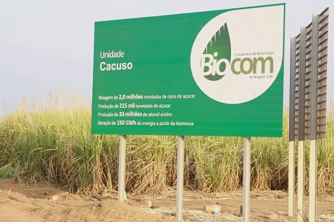 Biocom lança programa de fomento da cana-de-açúcar em Angola