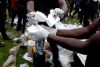 Autoridades angolanas incineram mais de 200 quilos de cocaína apreendida este ano