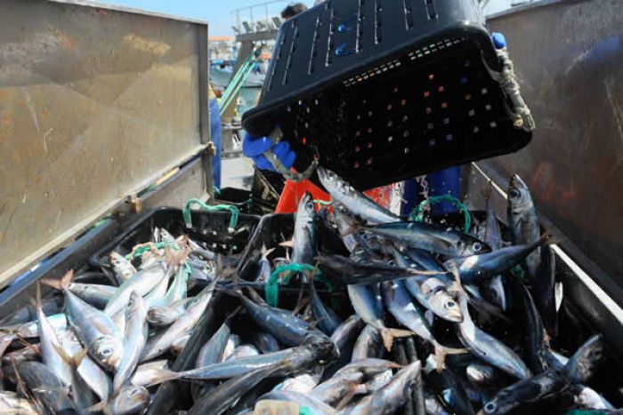 Autoridades angolanas apreendem navio russo com mais de 1.200 toneladas de pescado