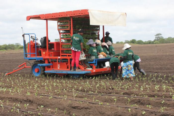 Sul-africanos visitam Angola para avaliar potencial de investimentos agropecuários