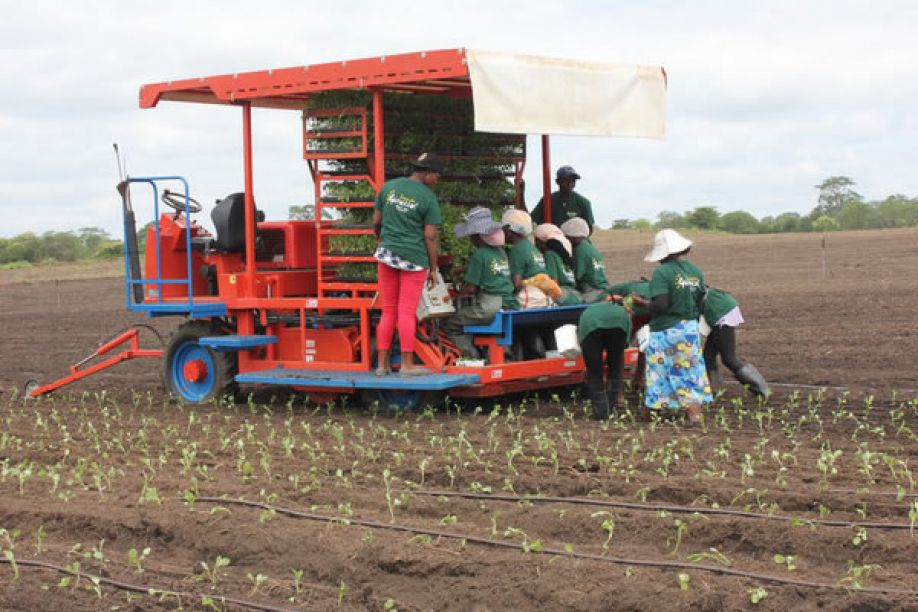Sul-africanos visitam Angola para avaliar potencial de investimentos agropecuários