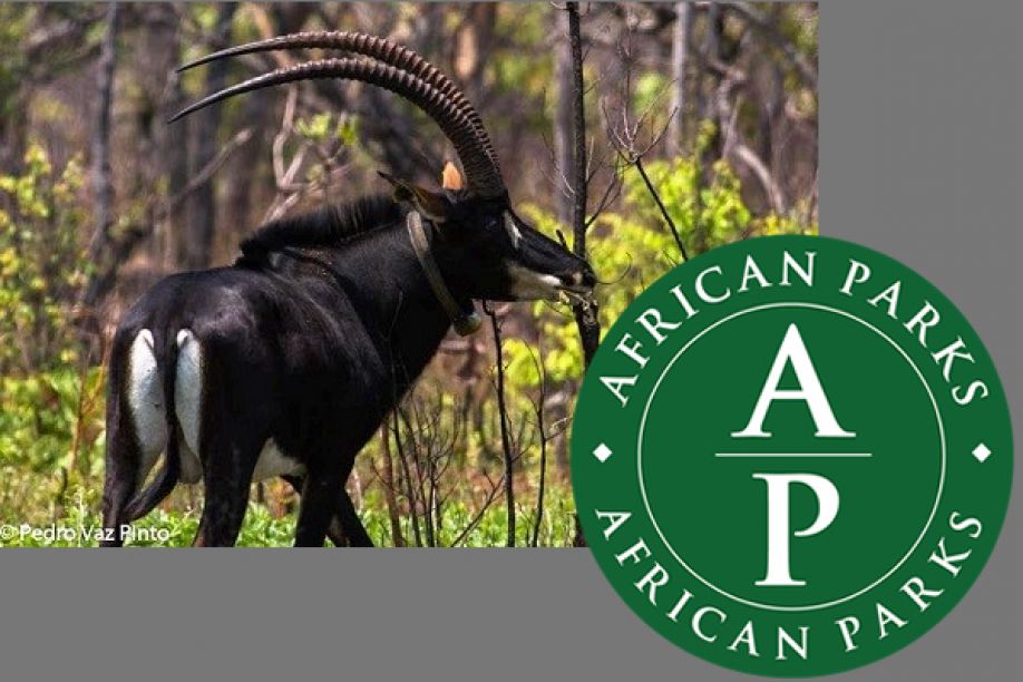 Angola negoceia com a African Parks a cogestão de parques naturais no sudeste do país